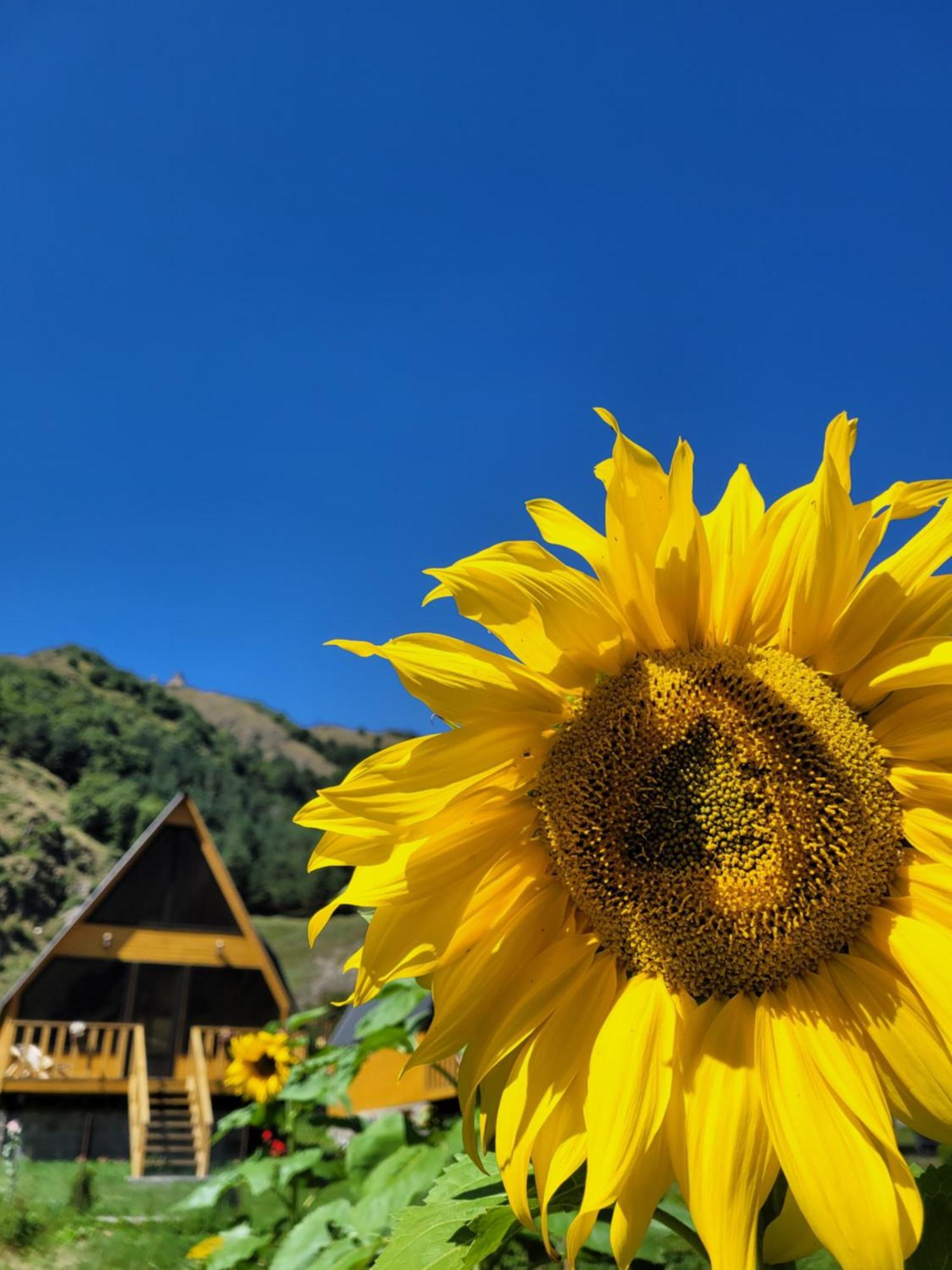 Pine Chalet Kazbegi Luaran gambar